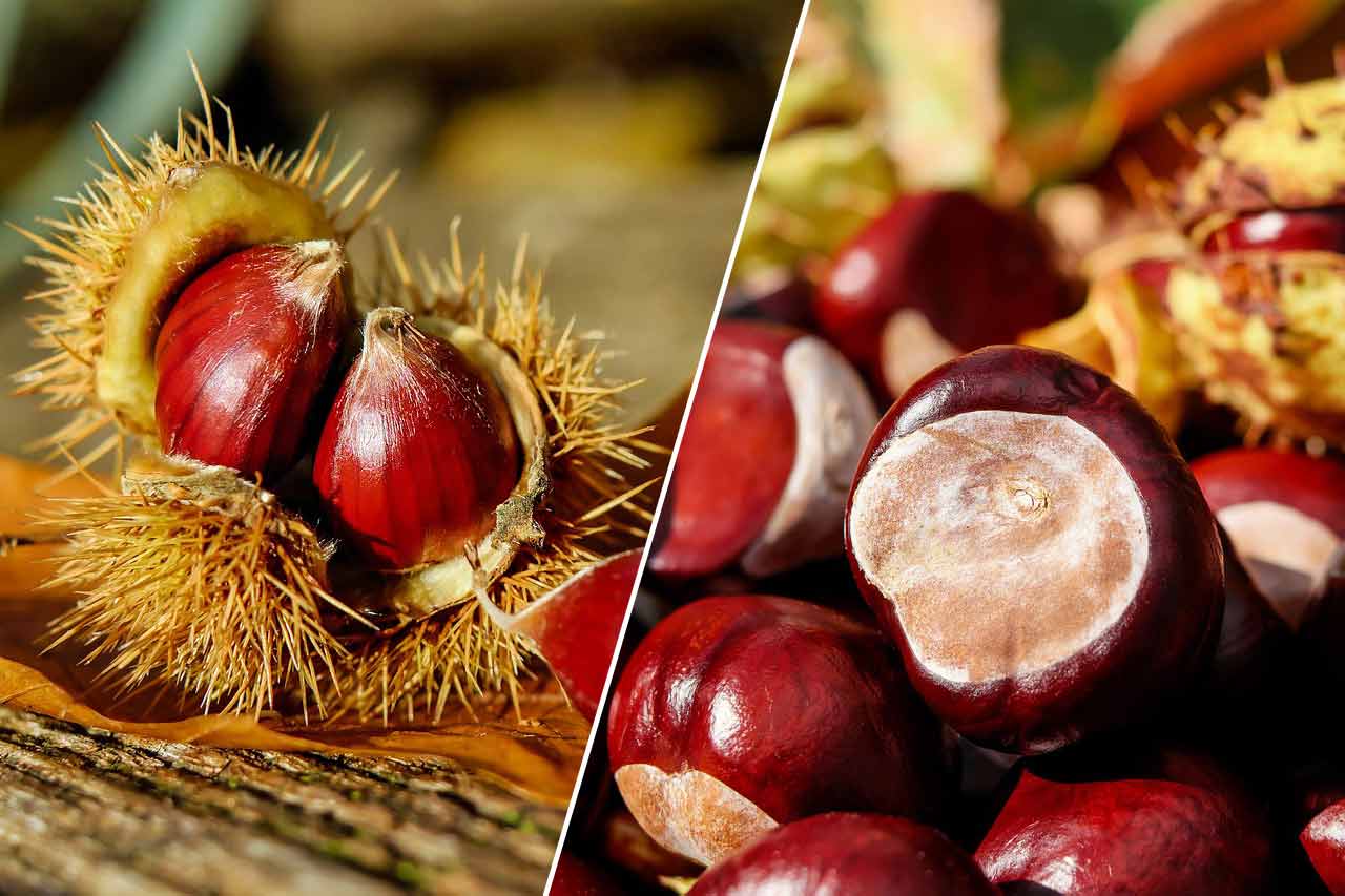 Châtaignes et marrons d’Inde comparés