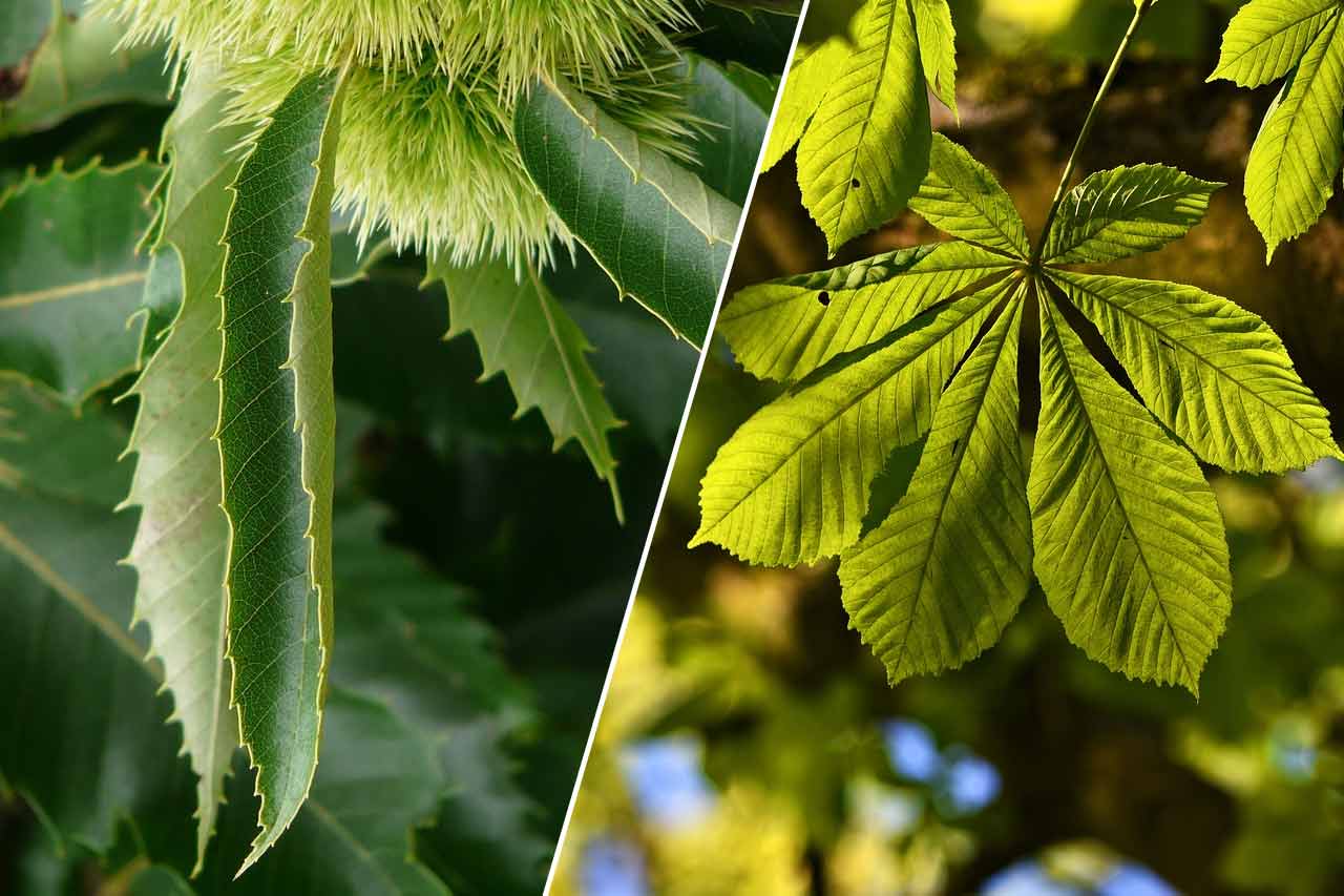 La différence entre le châtaigner et le marronnier (feuilles)