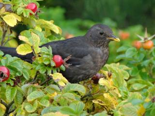 Merle-nourriture-alimentation Merle nourriture alimentation
