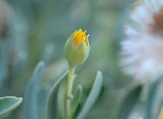 Othonna-cheirifolia-culture Othonna cheirifolia culture