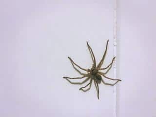 araignee-dans-maison-raisons araignée dans la maison en automne