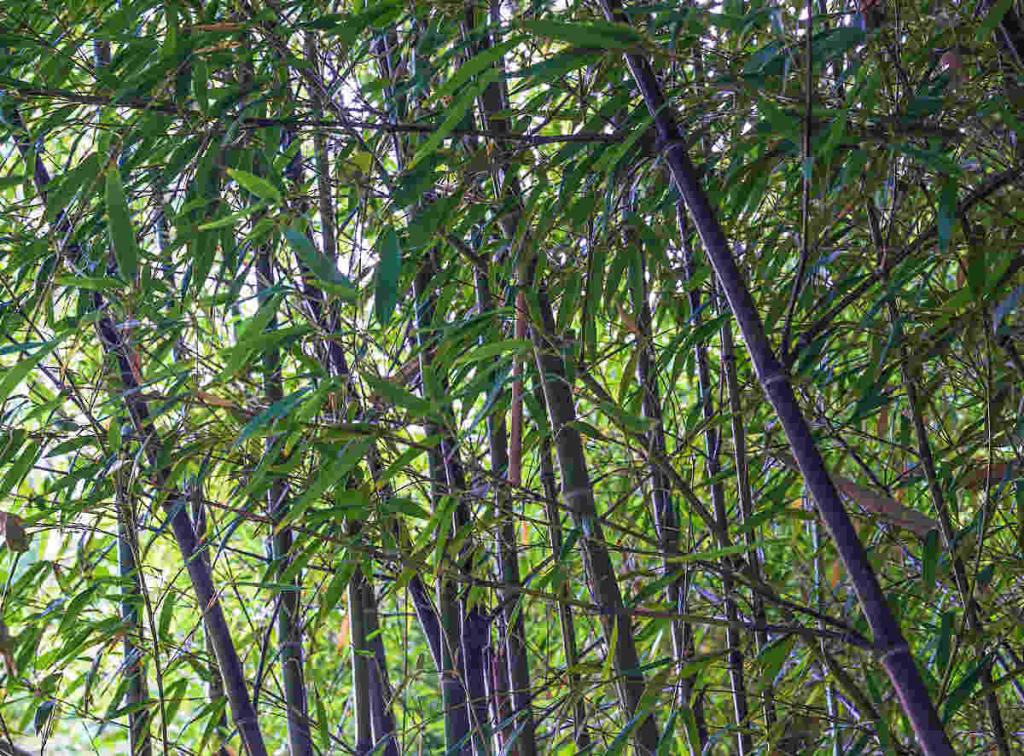 bambou-noir-Phyllostachys-nigra