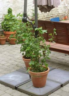 Cultiver-le-groseillier-en-pot Cultiver le groseillier en pot
