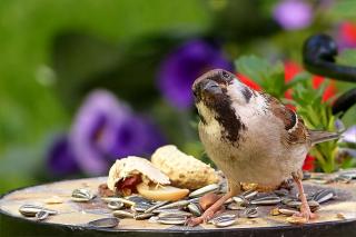 Moineau-domestique-alimentation-nourriture Moineau domestique - alimentation nourriture