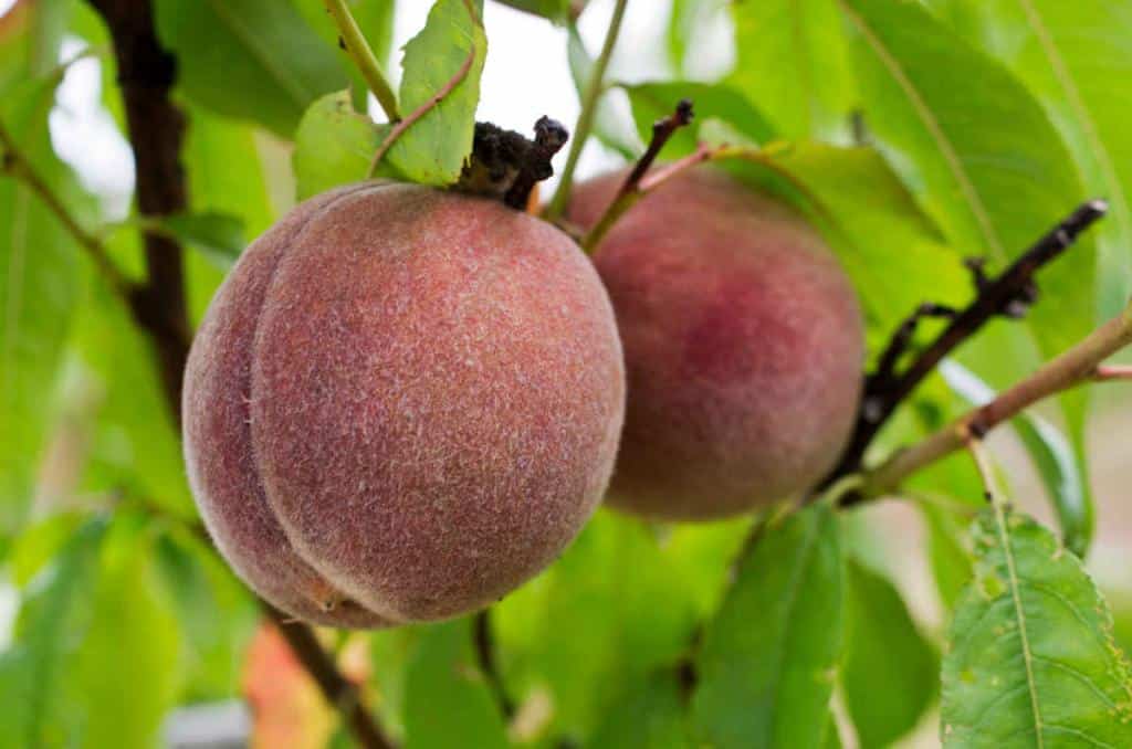 Pecher-peche-de-vigne-peche-sanguine