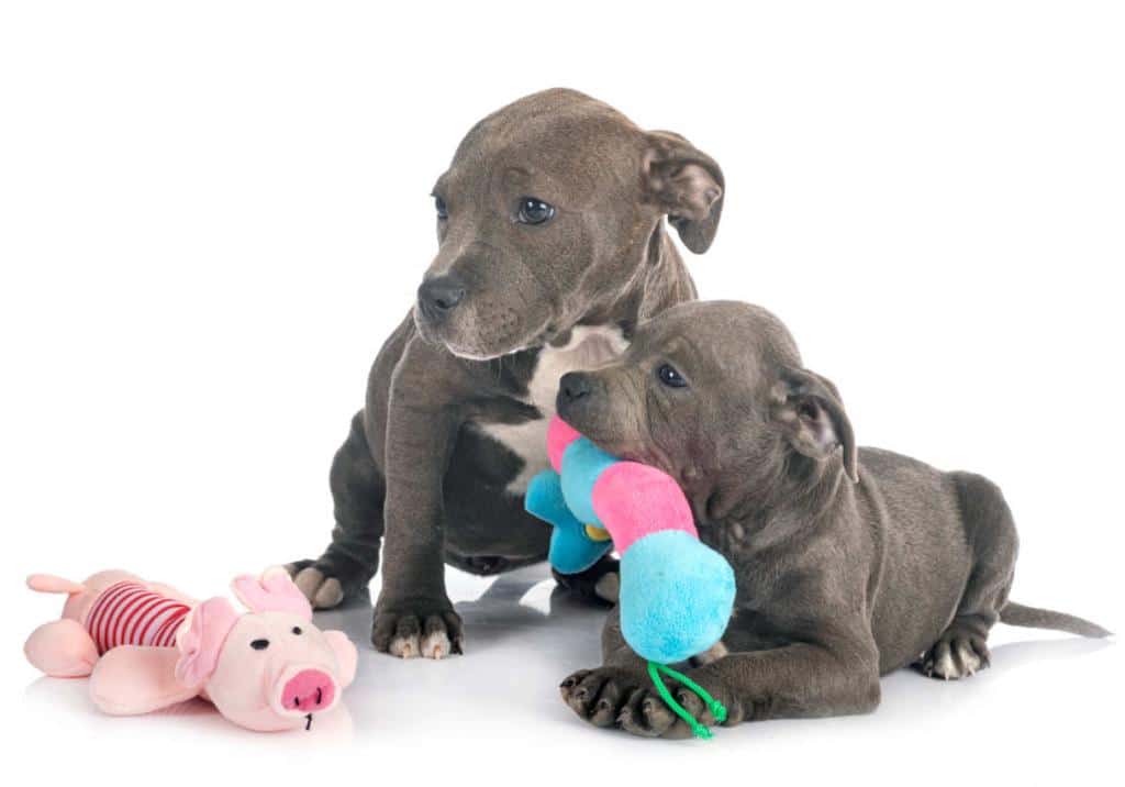 adopter chien mâle ou femelle avantages et inconvenients
