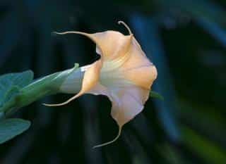 datura datura