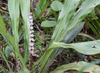 muguet-de-chine- muguet de chine