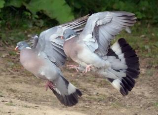 pigeon-ramier-palombe-1 pigeon ramier palombe