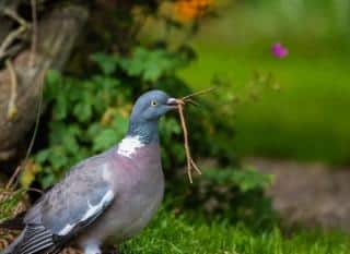 pigeon-ramier-palombe-2 pigeon ramier palombe