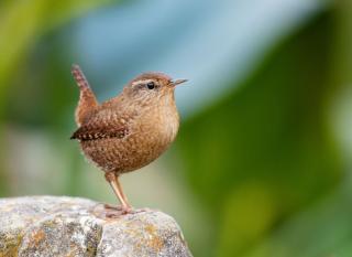 troglodyte-mignon-1-1 troglodyte mignon