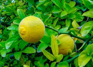 citronnier-epineux-2 Citron sur citronnier épineux (Poncirus trifoliata)