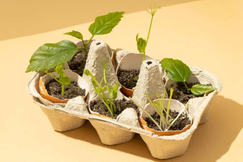 Coquille d'œuf au jardin : avantages et utilisation