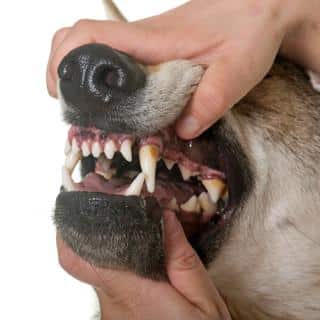 dentition-chien-adulte dentition du chien adulte