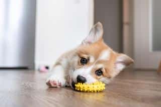 dentition-chiot-dents-de-lait dents de lait chez le chiot