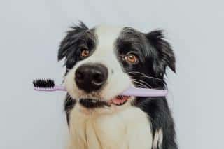 dents-du-chien-entretien dents du chien hygiène entretien