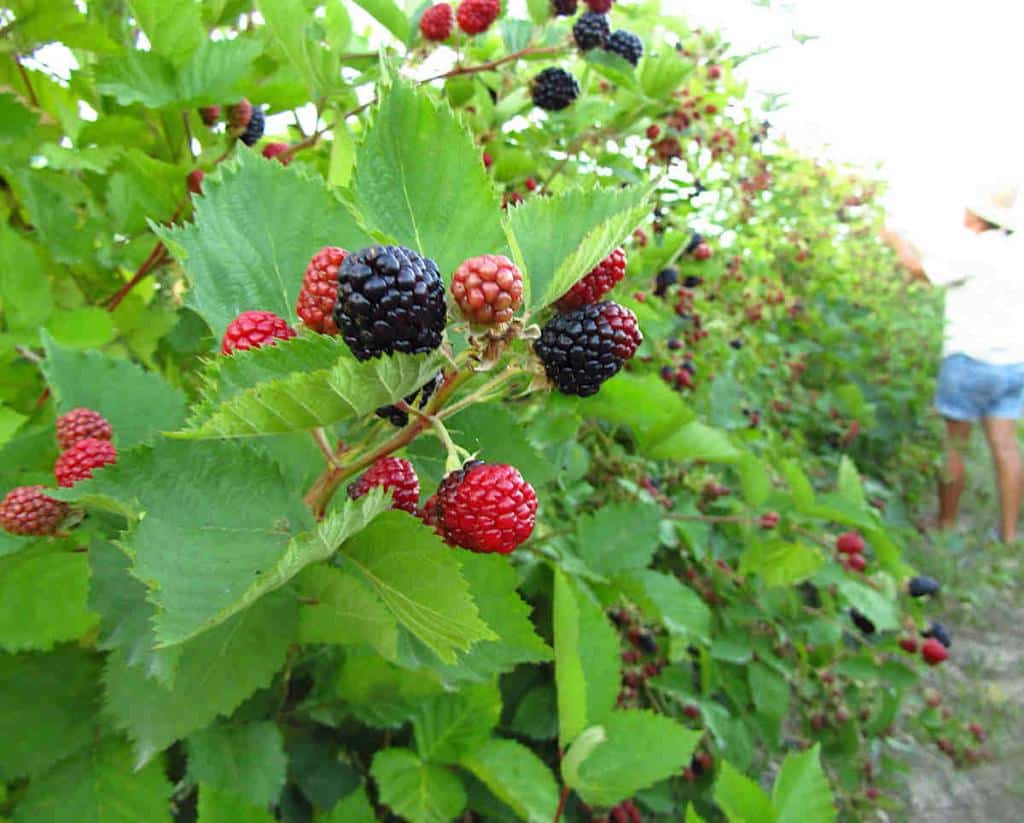 palissage palisser mure ronce - Rubus fruticosus