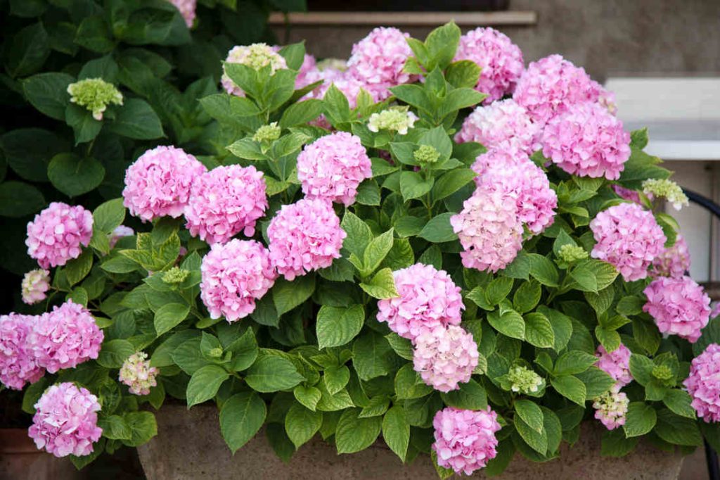 Hortensia en pot terrasse balcon