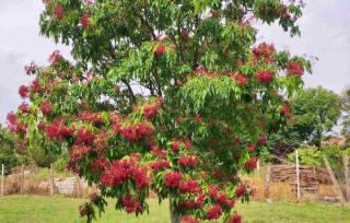 arbre-a-miel arbre à miel (tetradium daniellii)