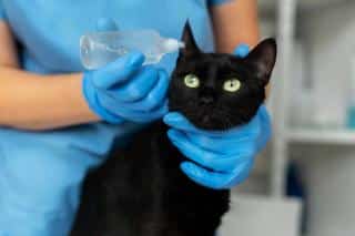 chat-oreilles-soins chat et soins des oreilles