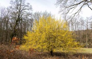cornus-mas-3 cornus mas