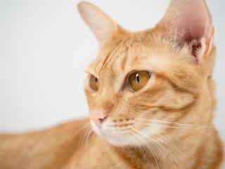 ouie-chat-fonction-utilite L'ouïe du chat fonctions et utilités
