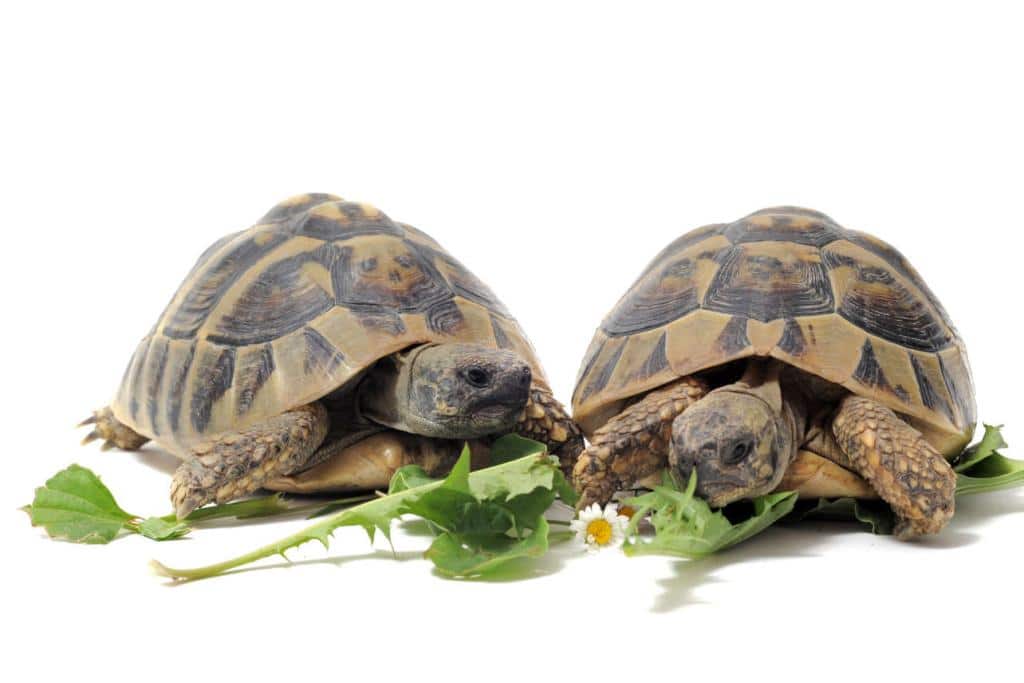 tortue hermann alimentation