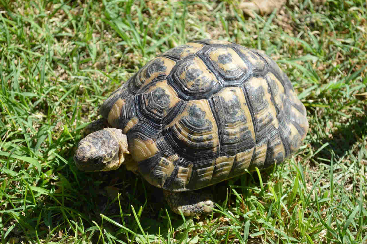 Conditions pour détenir une tortue d'Hermann