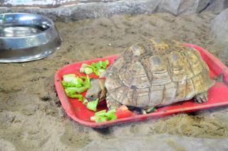 tortue-hermann-eau tortue hermann eau