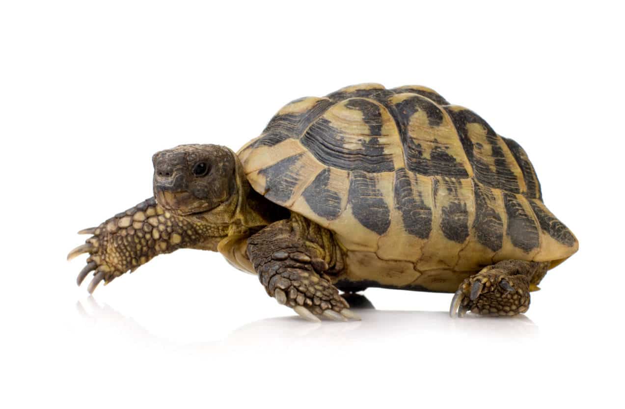 Prix d'une tortue d'Hermann