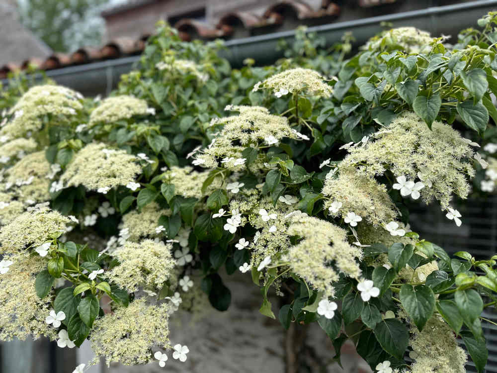 Hortensia grimpant