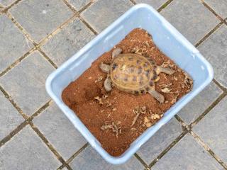 hibernation-tortue-hermann-periode-preparation hibernation tortue hermann période préparation