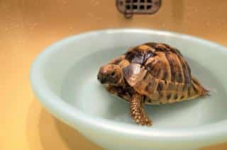 tortue-hermann-hibernation-reveil hibernation tortue hermann réveil