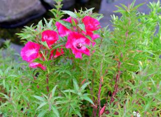 clarkia-godetia-description- clarkia godétia description