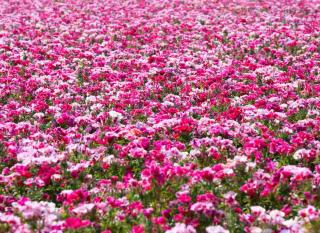 clarkia-godetia-entretien clarkia godétia entretien