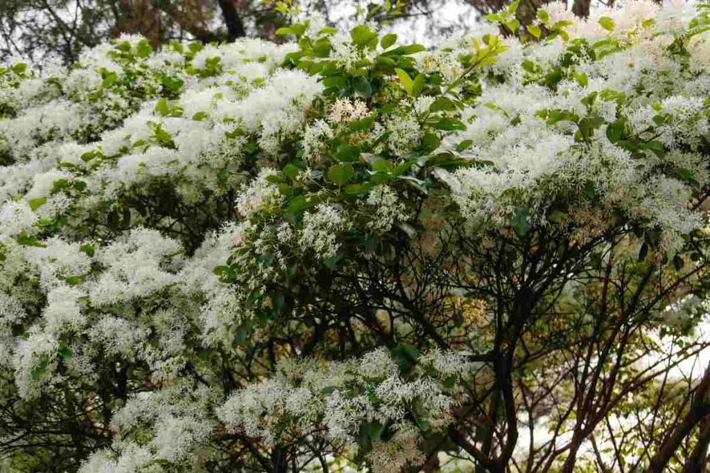 chionanthus arbre à neige culture