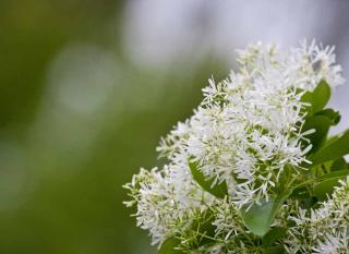 chionanthus-fleurs chionanthus arbre à franges plantation
