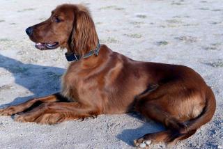 setter-irlandais-taille-poids setter irlandais taille poids