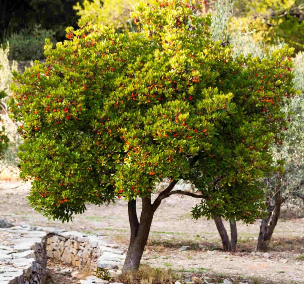 Arbousier - arbutus unedo