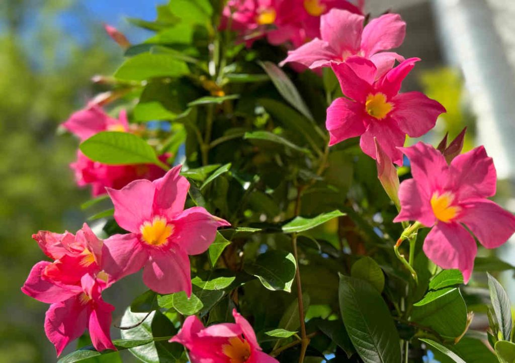 Dipladenia