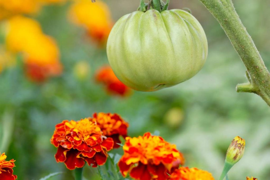 plantes compagnes tomates