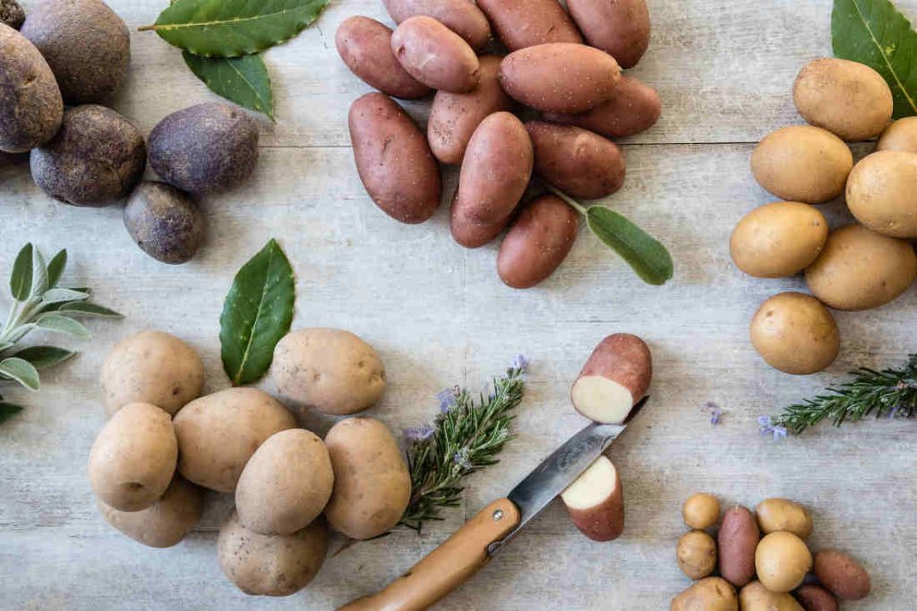 variétés de pomme de terre resistantes aux maladies