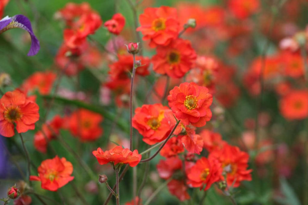 Benoîte - Geum