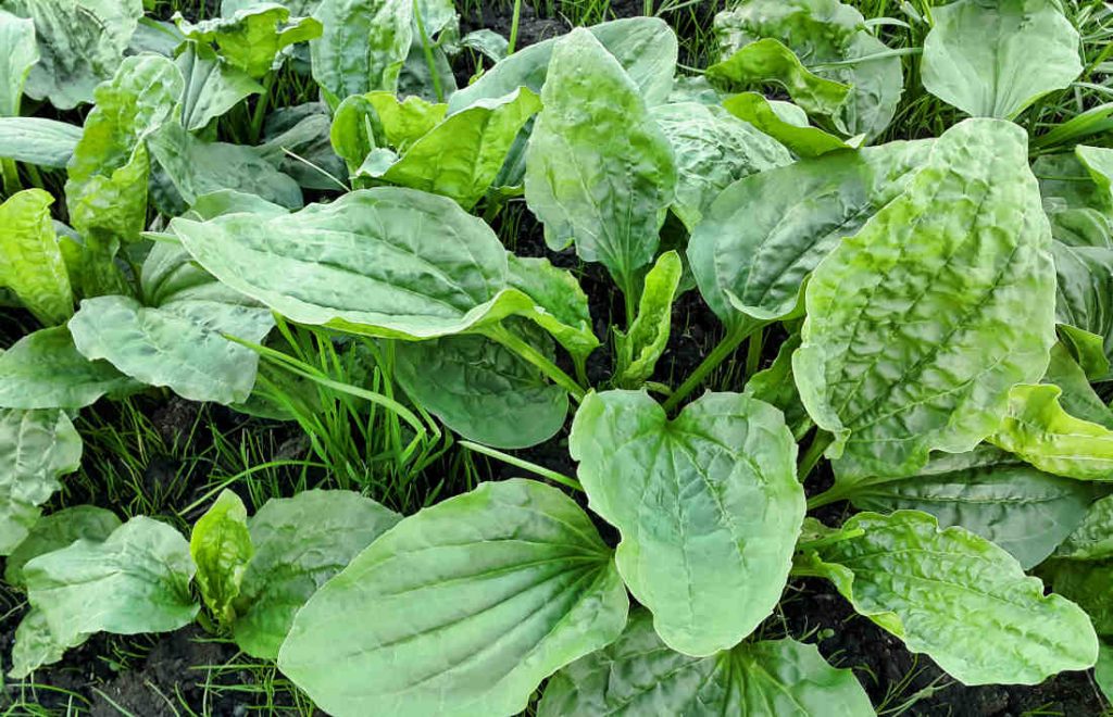 Plantain