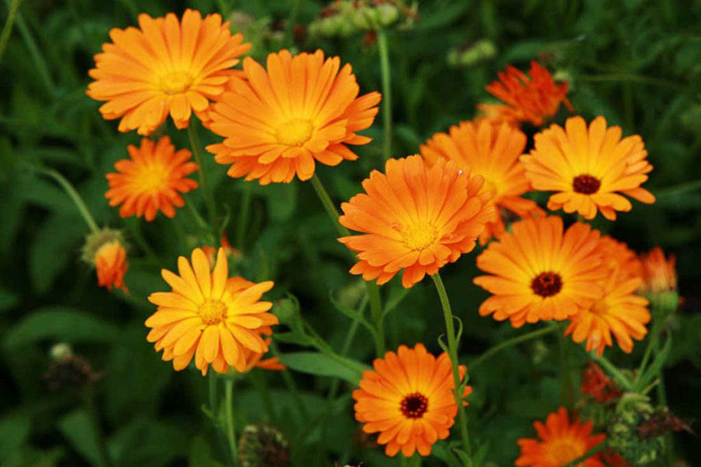 Souci fleur plante