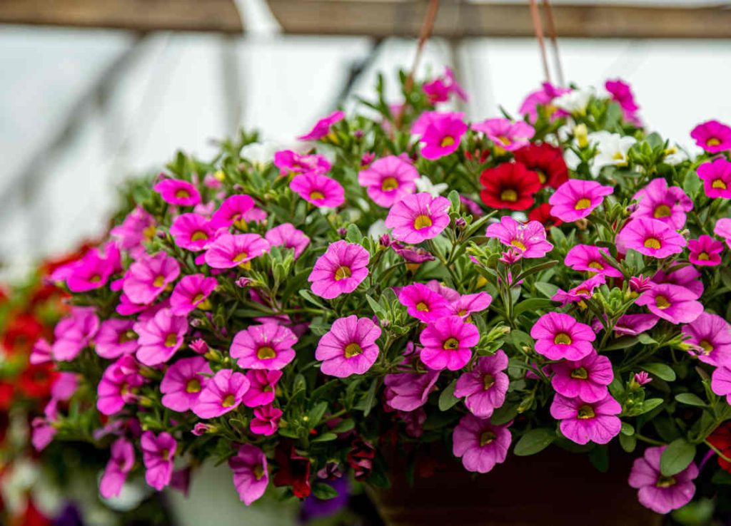 calibrachoa