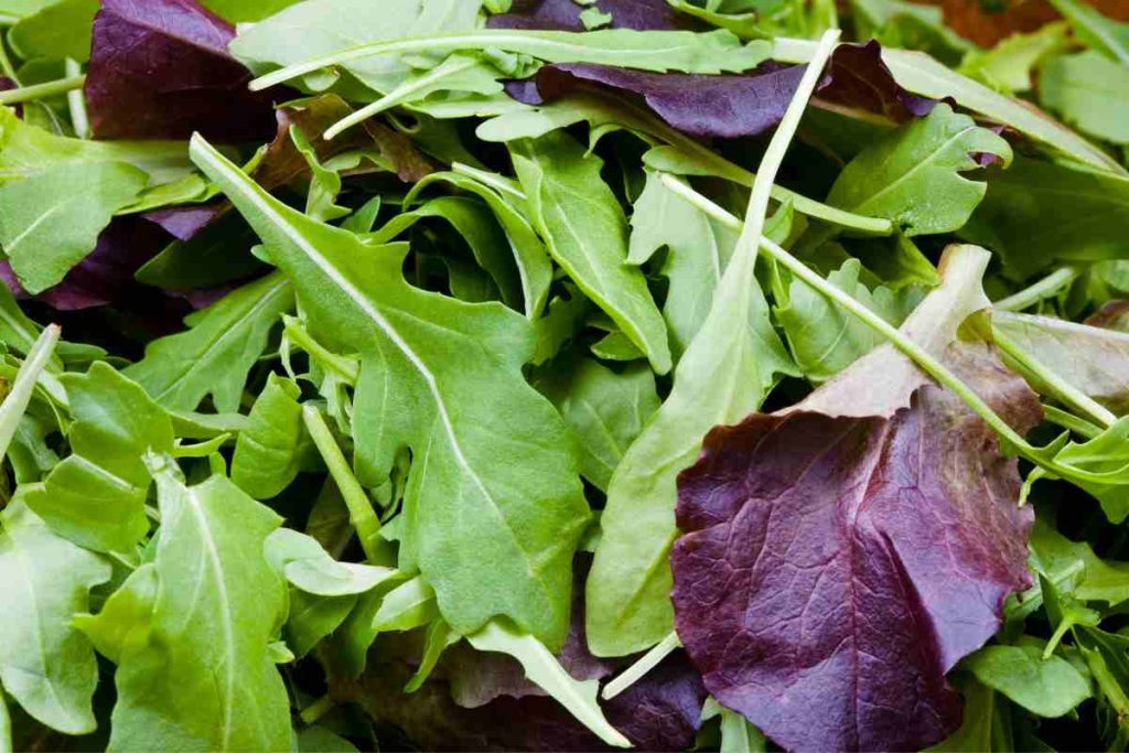 mesclun : semer et cultiver