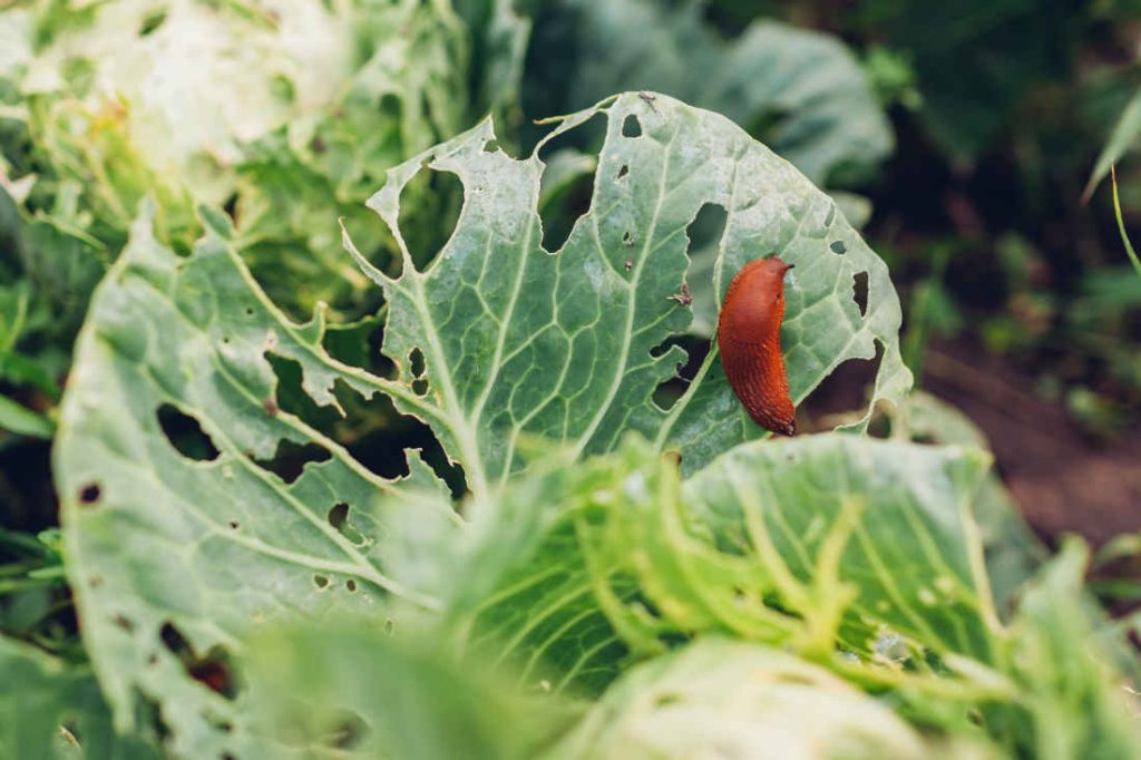 rhubarbe contre limaces