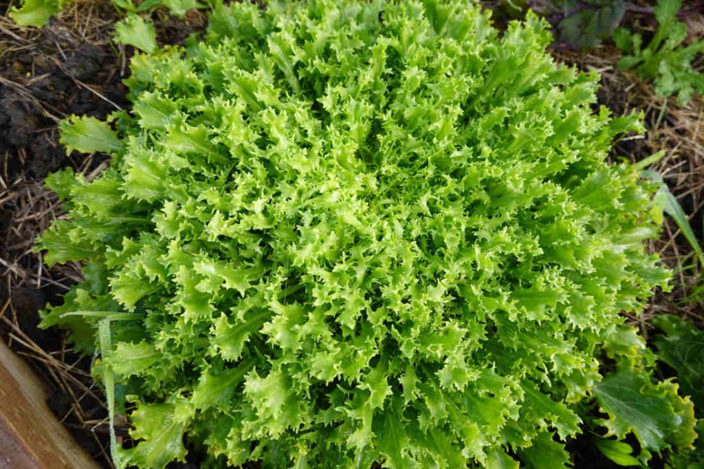 variétés chicorée frisée scarole été