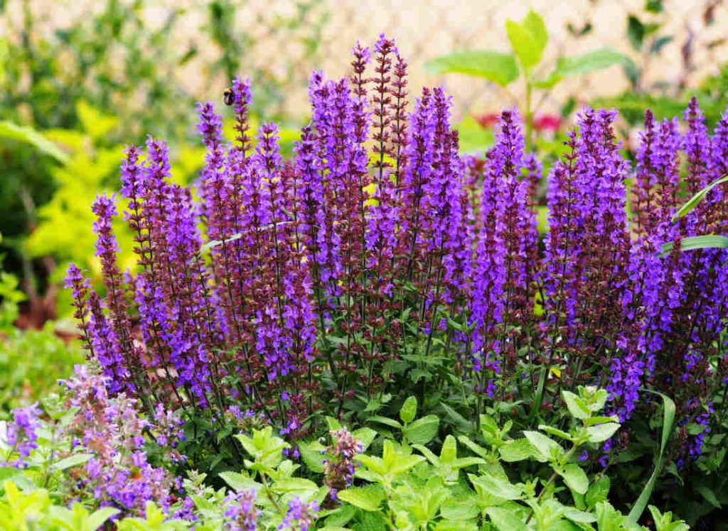 Sauge des bois - salvia nemorosa